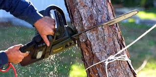 Lawn Pest Prevention in Rio Del Mar, CA