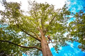 How Our Tree Care Process Works  in  Rio Del Mar, CA