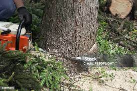Rio Del Mar, CA Tree Care Company